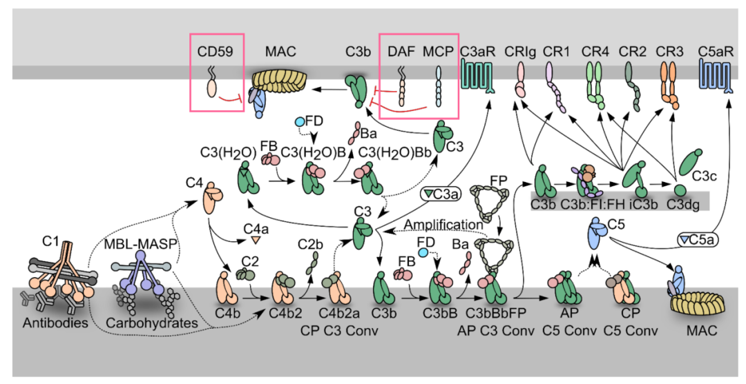 健康补体血清-CDC – 乐纯生物®